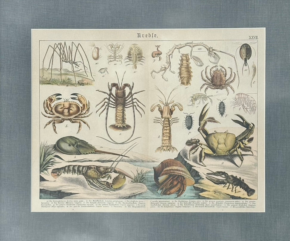 1886 Study of Lobster & Crabs, Framed