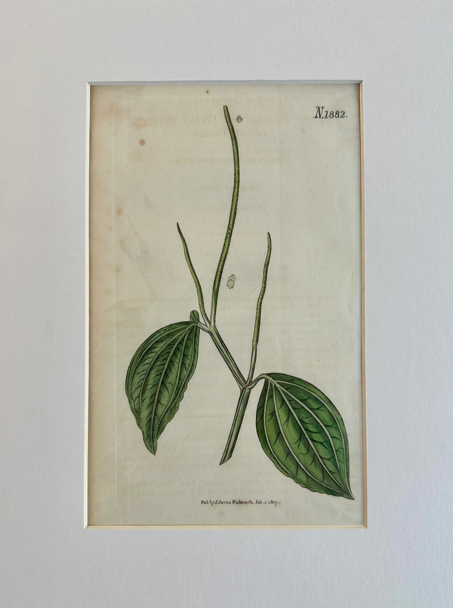 Curtis Dwarf Pointed Leaved Pepper, 1817