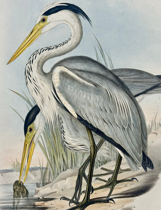 Original Grey Heron by Gould, Circa 1840