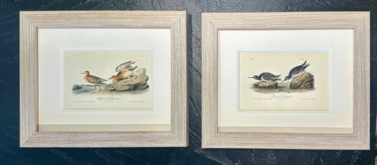 Audubon Buff-Breasted & Purple Sandpipers, Original engravings, Framed S/2