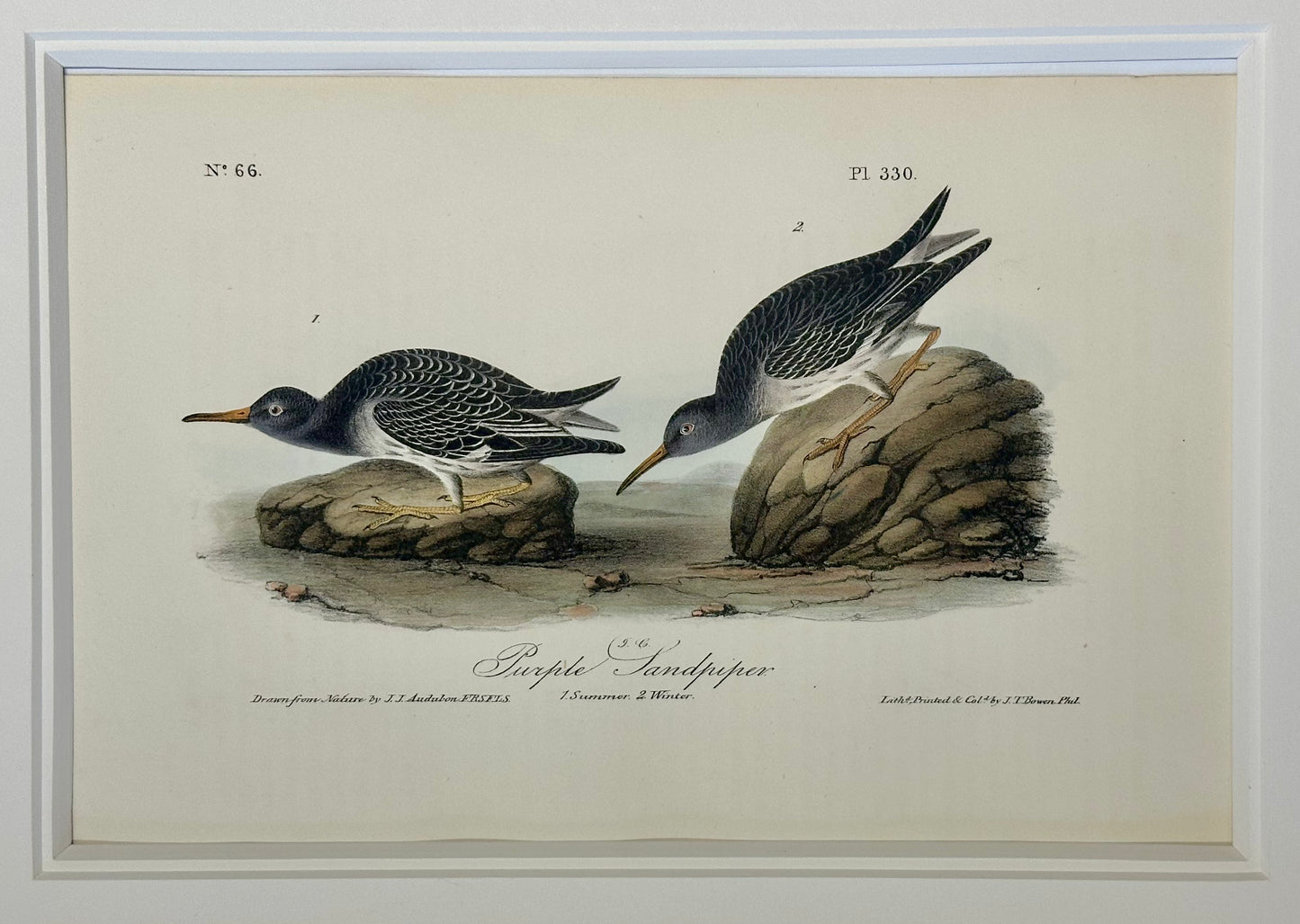 Audubon Buff-Breasted & Purple Sandpipers, Original engravings, Framed S/2