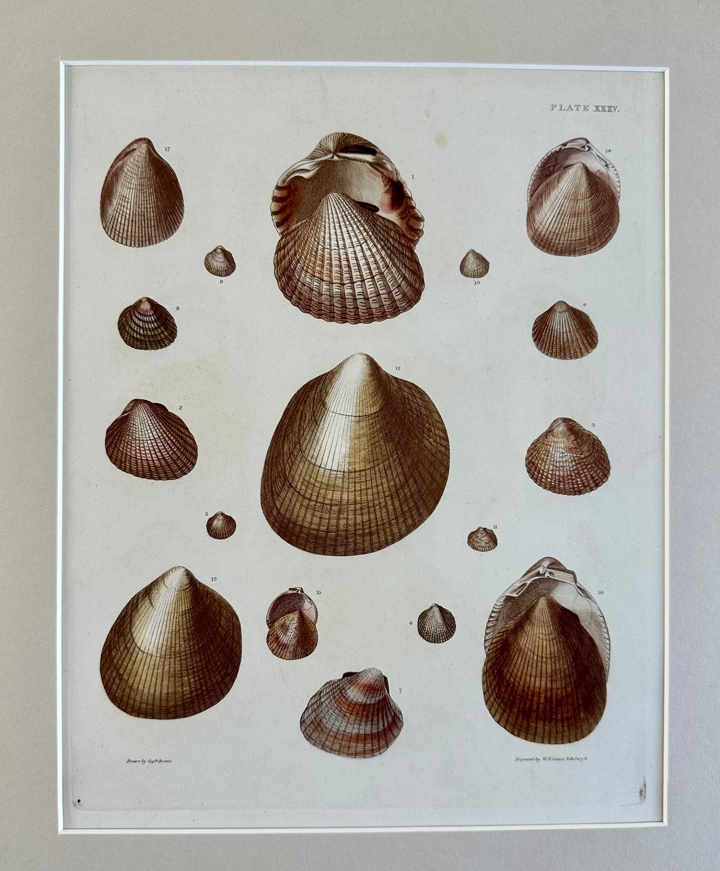 Heart Cockle Shells by Captain Brown, 1845