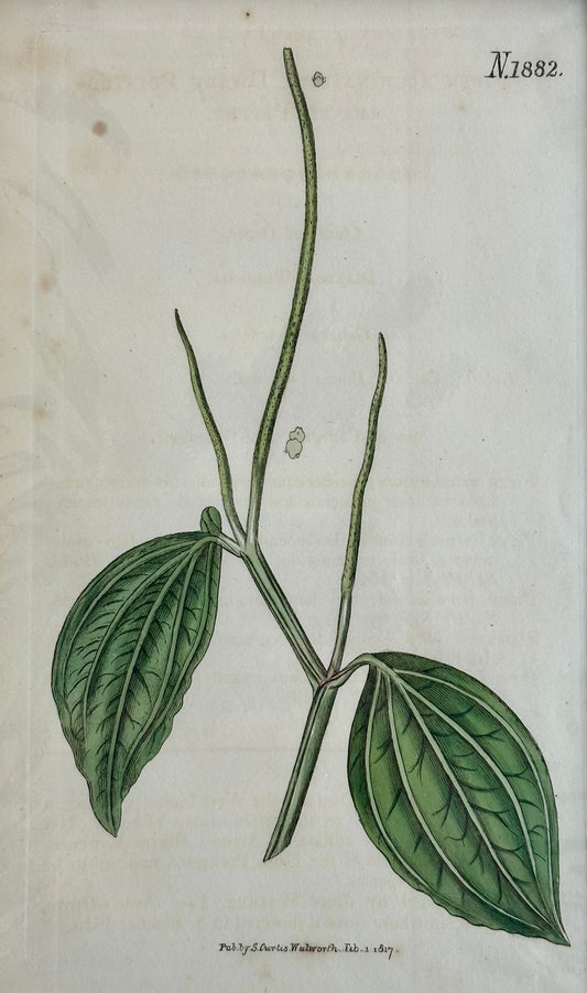 Curtis Dwarf Pointed Leaved Pepper, 1817