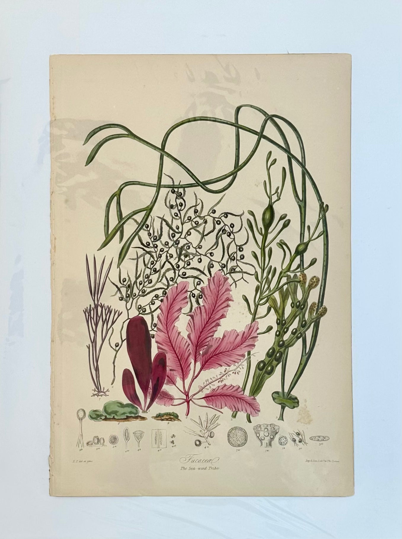 Sea Weed (Fucacea), 1850