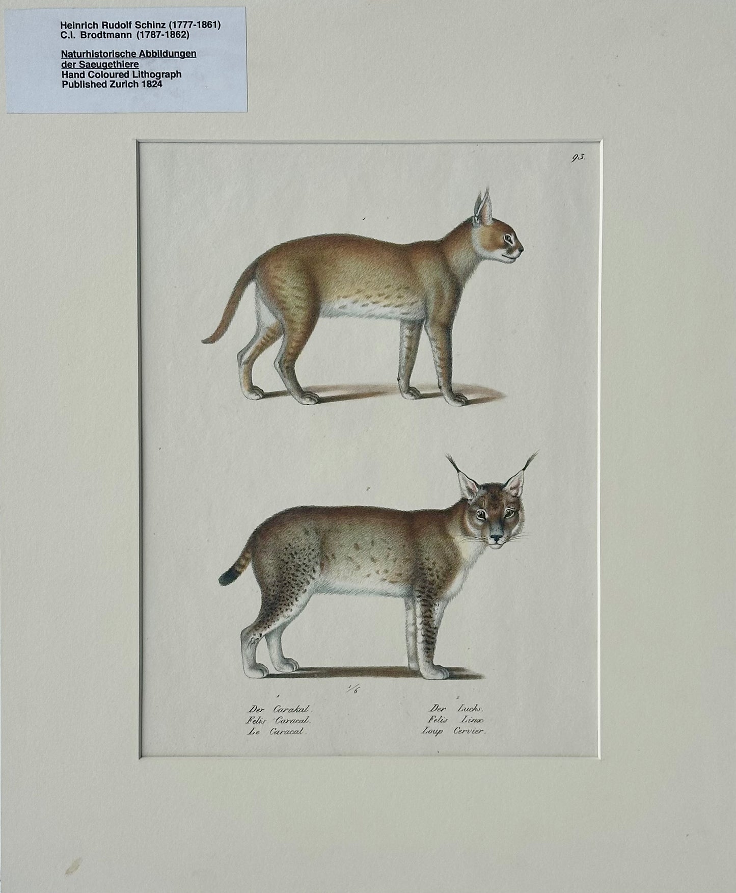 Lynx & Caracal Cats Original Hand Colored Lithograph by Schinz, 1824