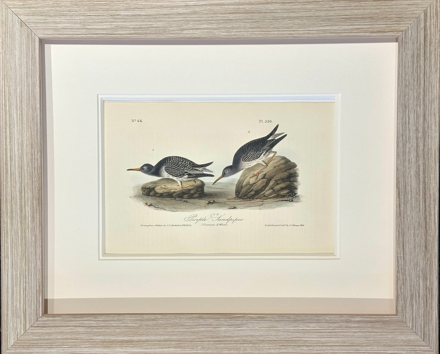 Audubon Buff-Breasted & Purple Sandpipers, Original engravings, Framed S/2