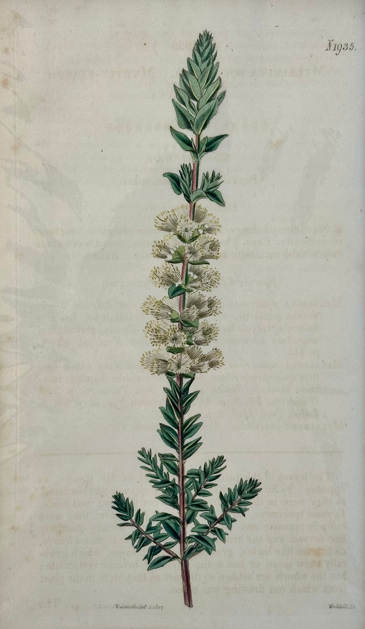 Curtis Melaleuca Botanical Engraving, 1817