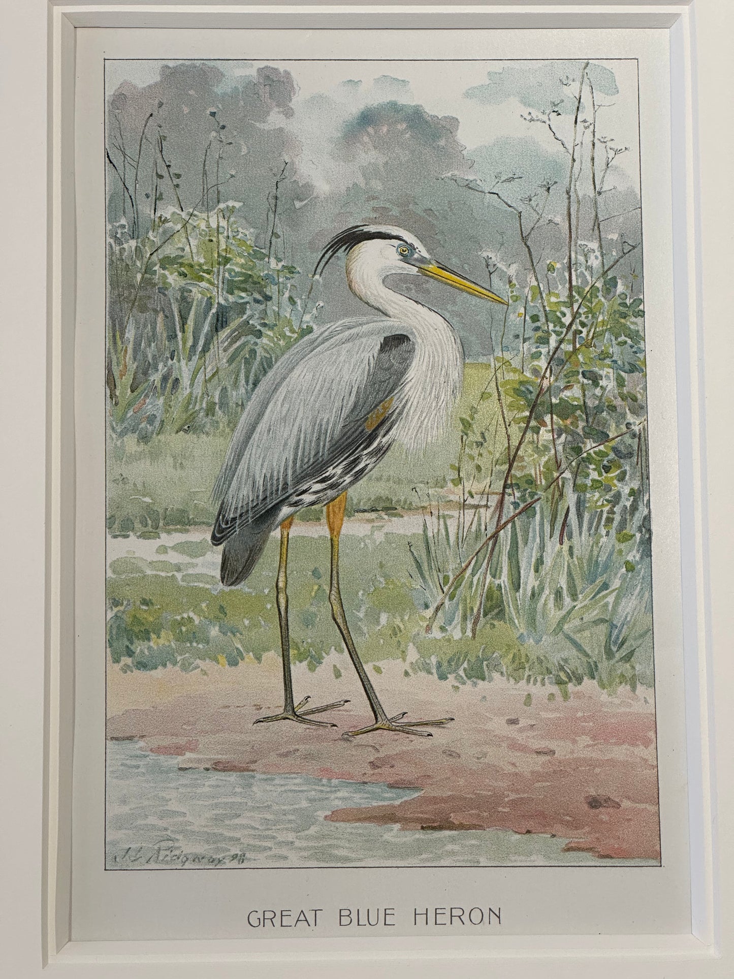 Heron by Ridgeway, 1890