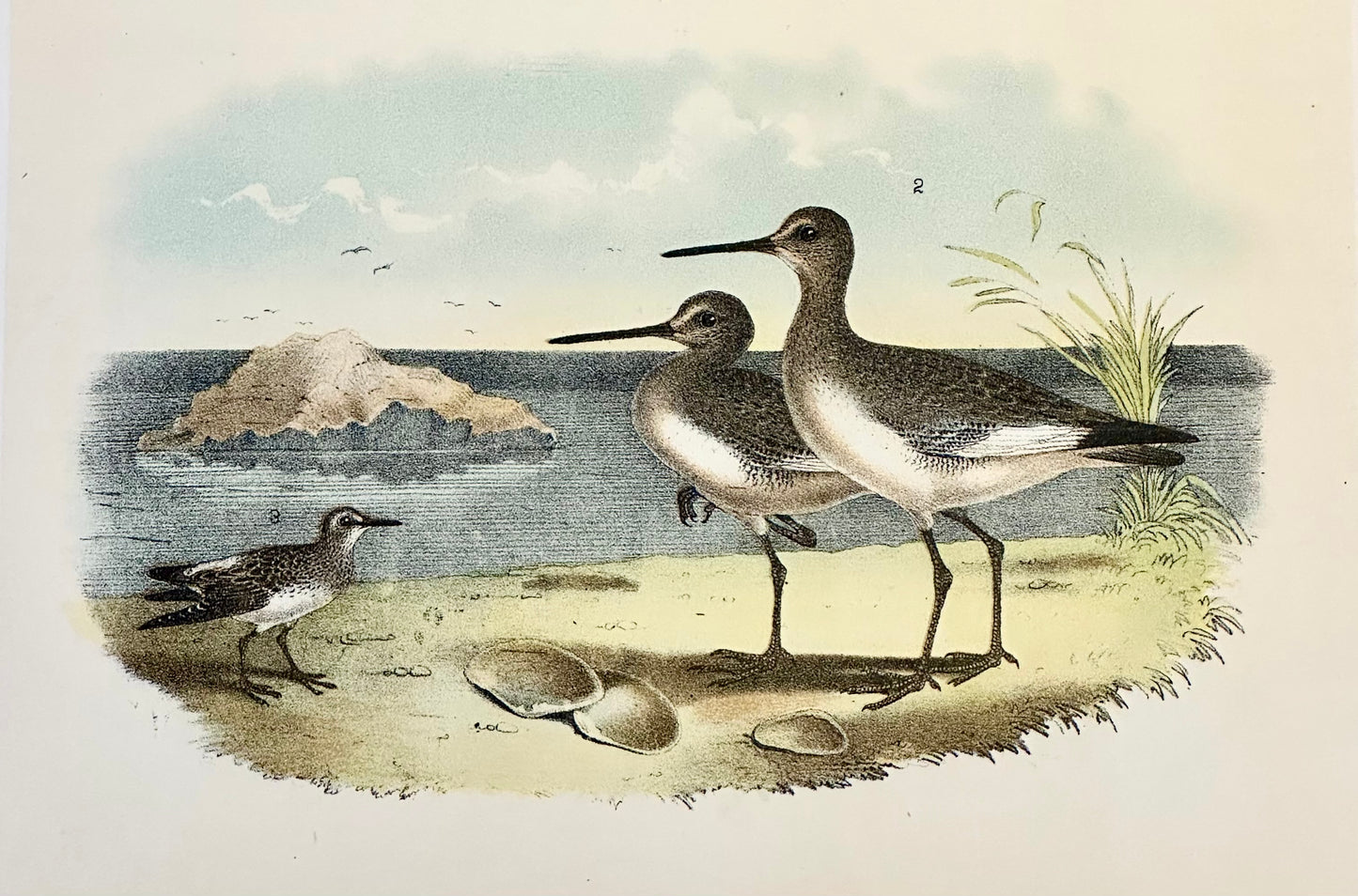 Sandpipers & Curlew by Studer, 1878