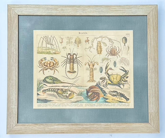 1886 Study of Lobster & Crabs, Framed