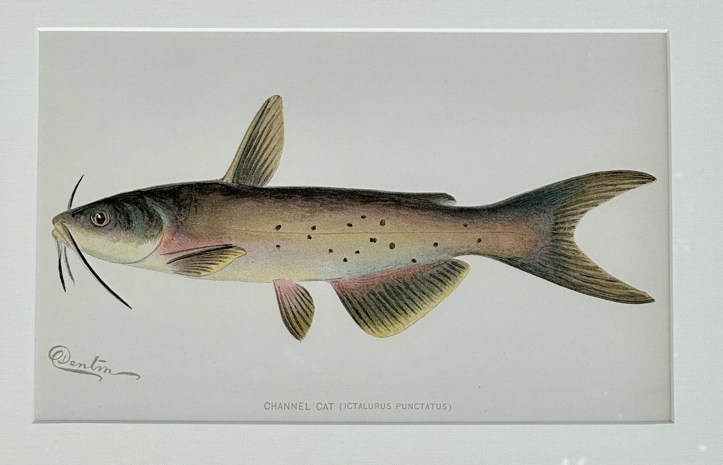 Channel Catfish by Denton, Framed