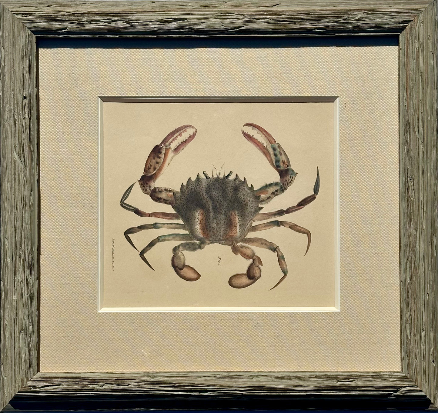 Crab by Endicott, 1840 (framed)