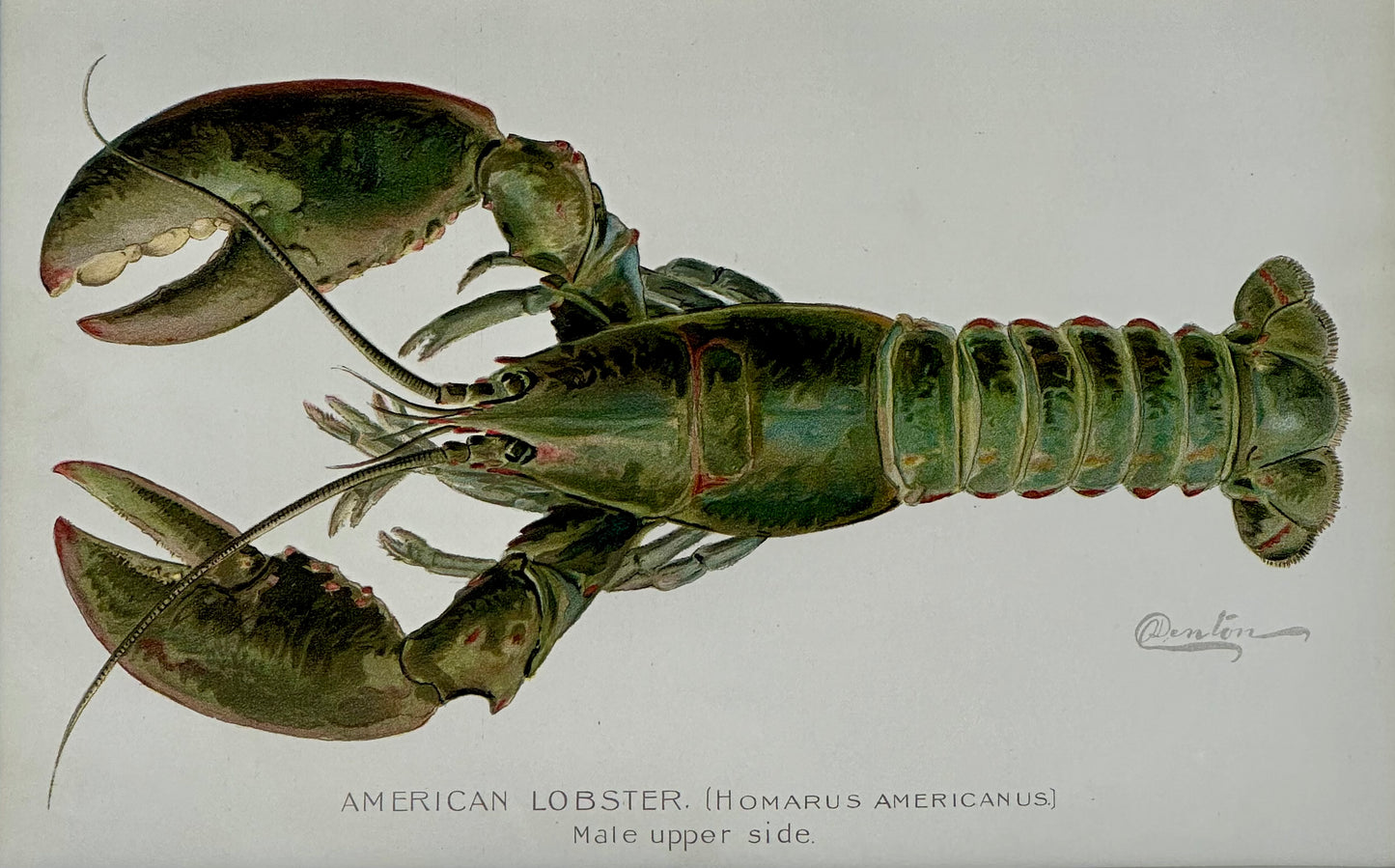 Lobster Original Chromolithograph by Denton, 1908, Framed