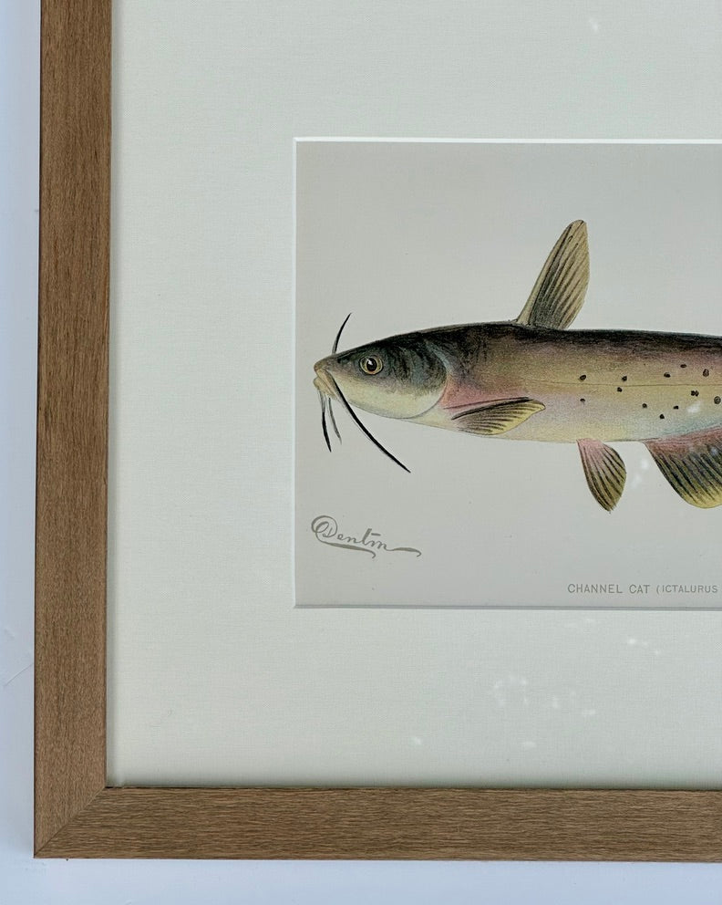 Channel Catfish by Denton, Framed