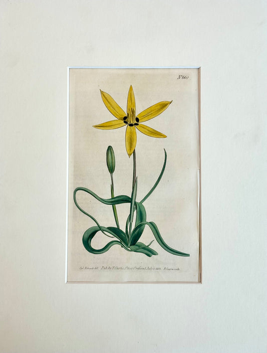 Yellow Flowered Star Engraving by Curtis, 1816