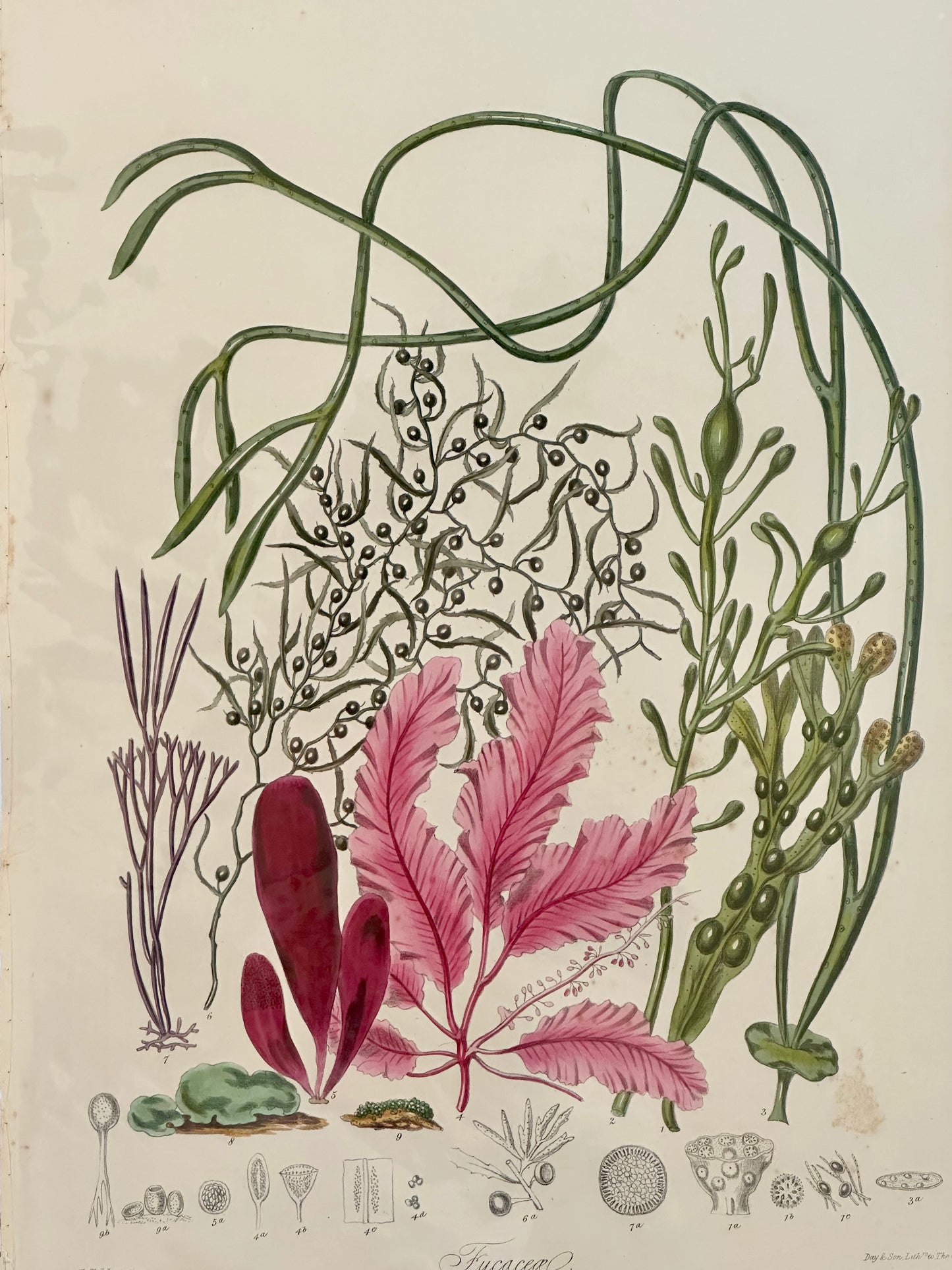 Sea Weed (Fucacea), 1850