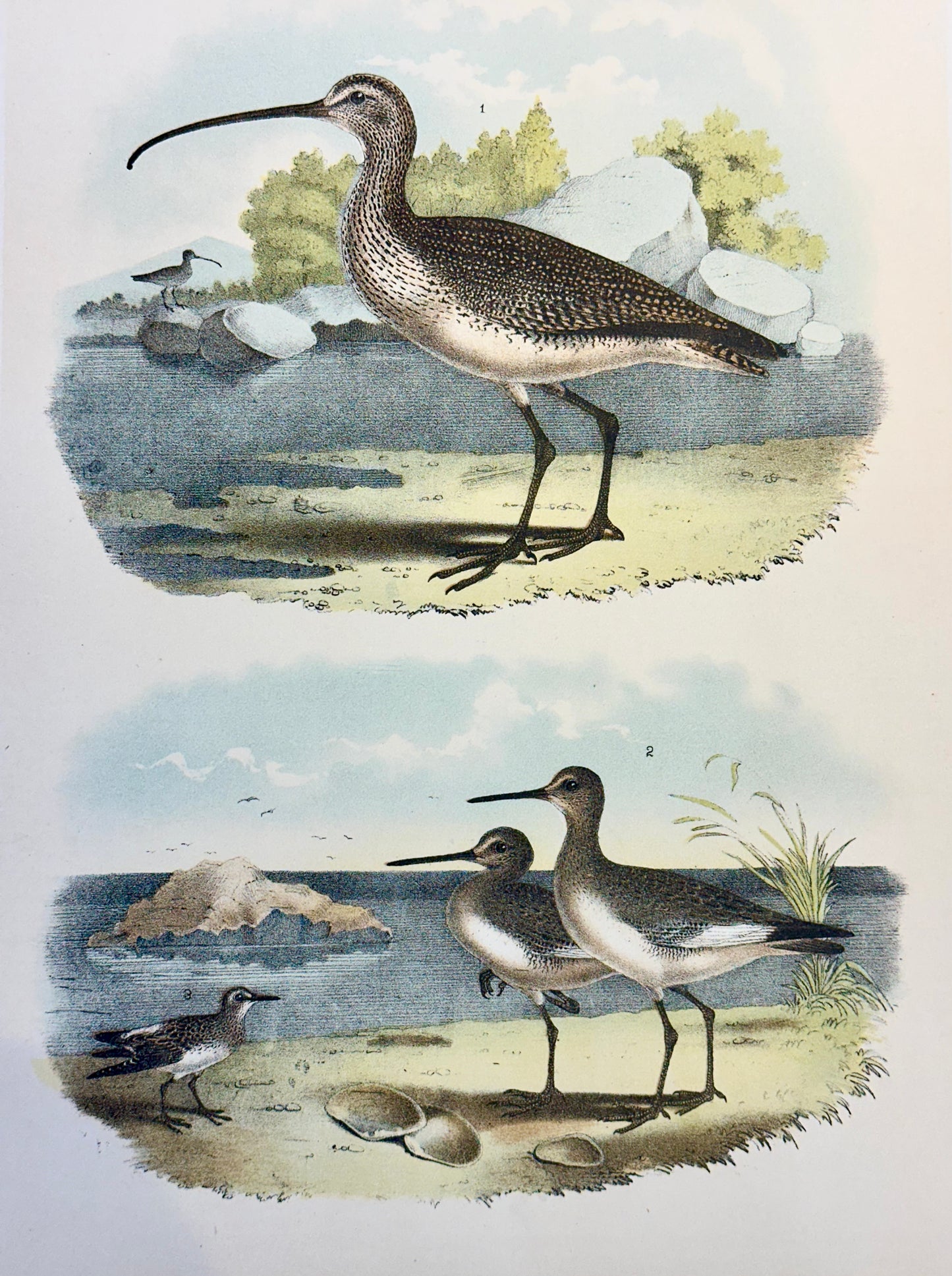 Sandpipers & Curlew by Studer, 1878