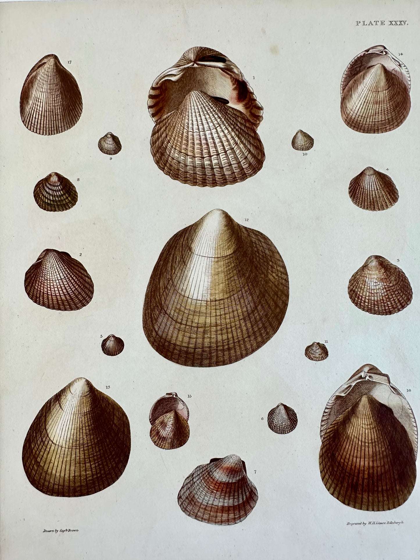 Heart Cockle Shells by Captain Brown, 1845