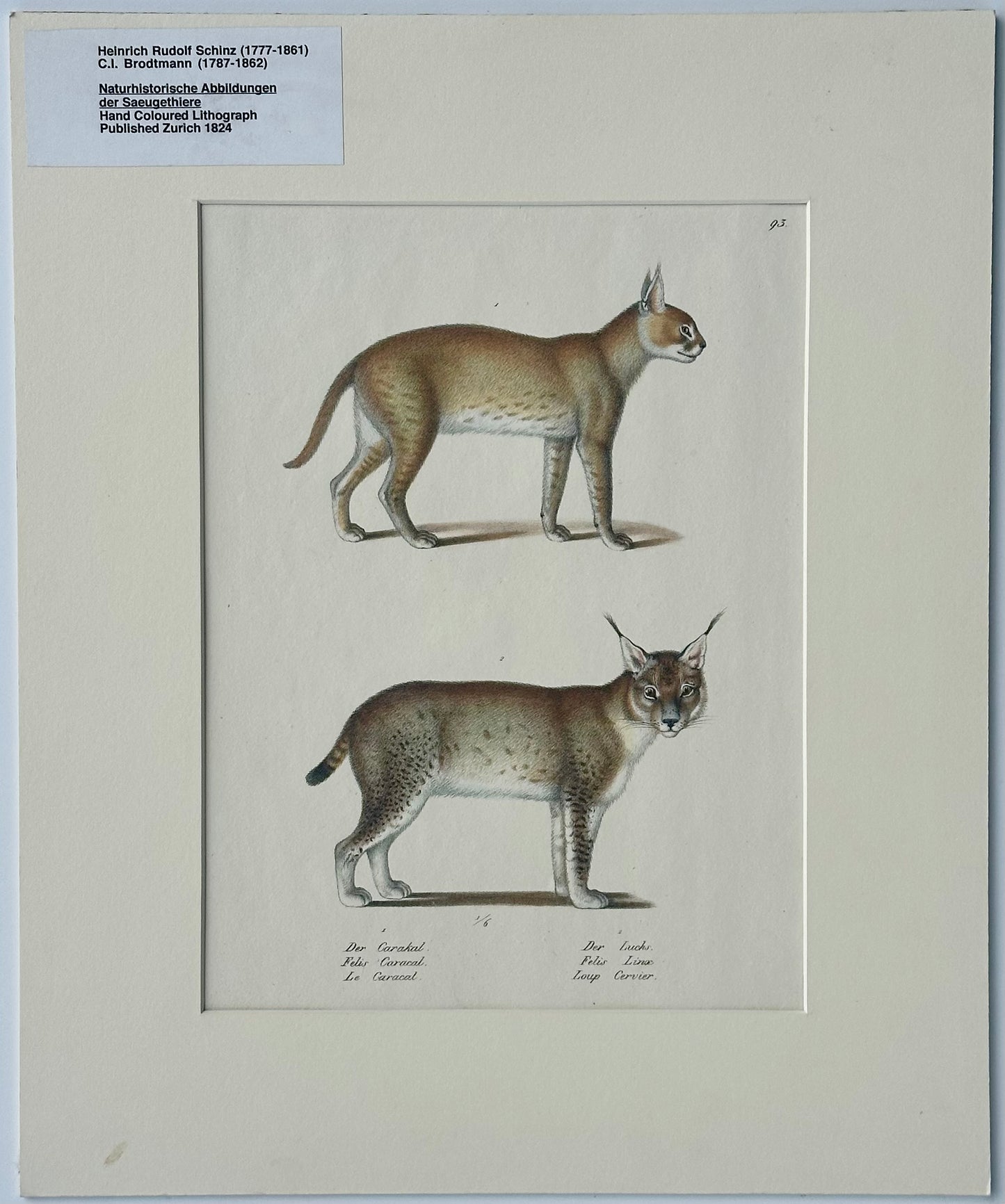 Lynx & Caracal Cats Original Hand Colored Lithograph by Schinz, 1824