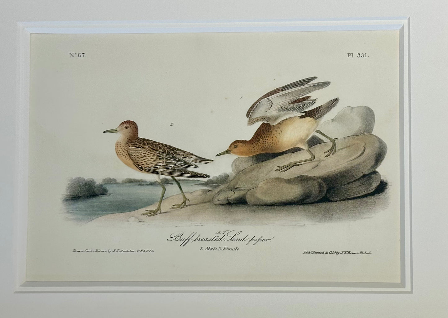 Audubon Buff-Breasted & Purple Sandpipers, Original engravings, Framed S/2