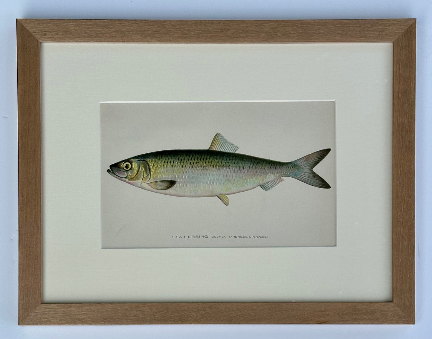 Sea Herring by Denton, Framed