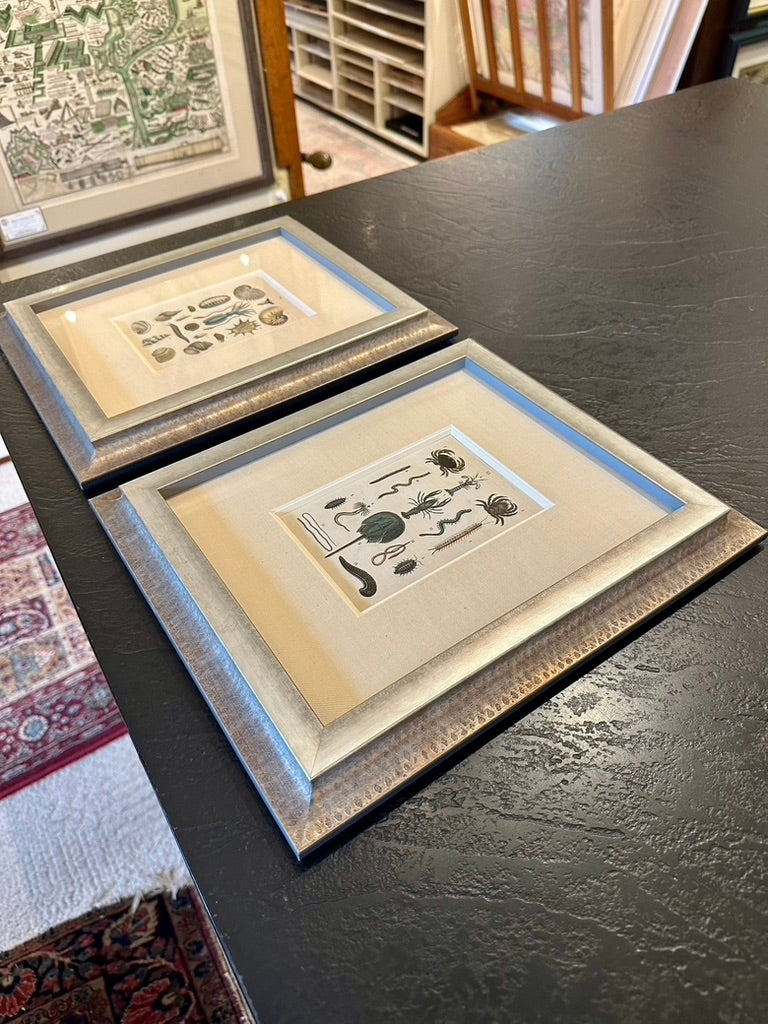 Shell & Crab prints, framed