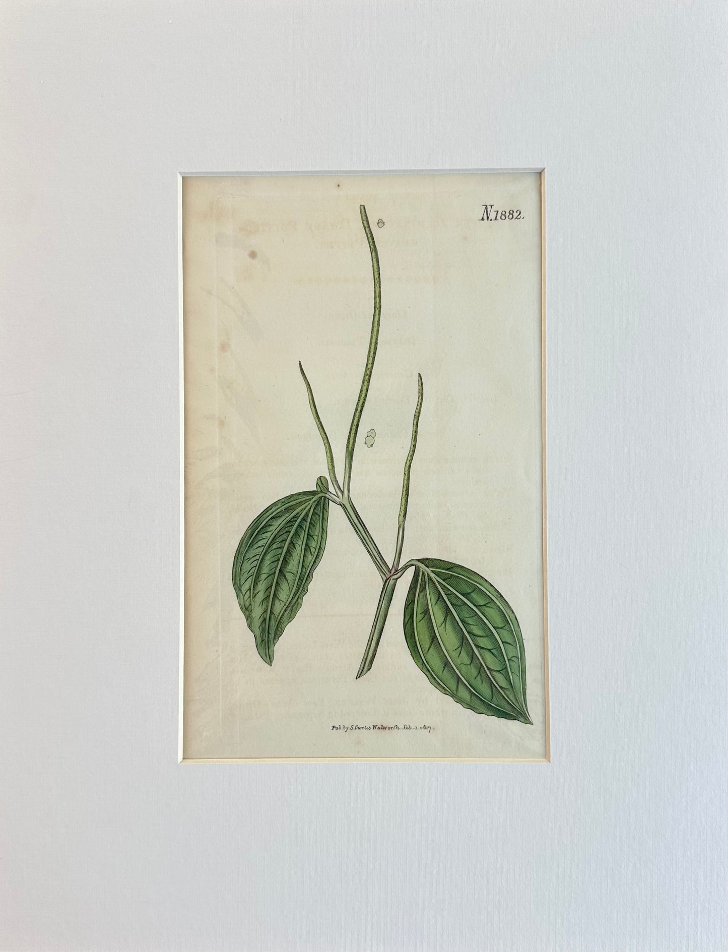 Curtis Dwarf Pointed Leaved Pepper, 1817