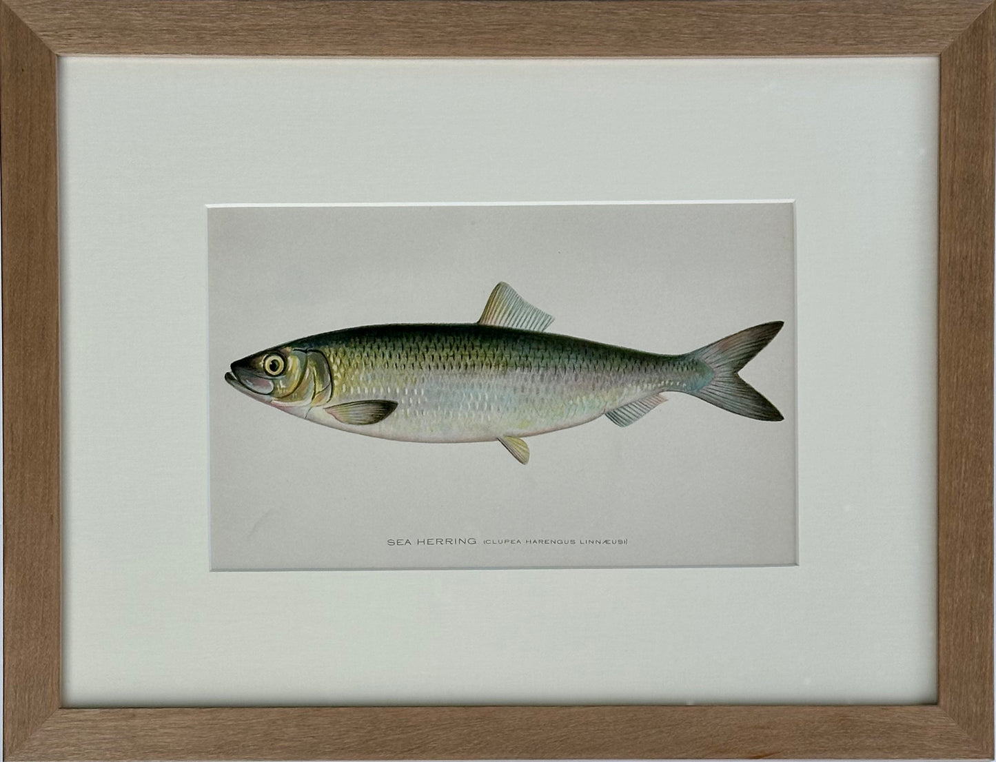 Sea Herring by Denton, Framed