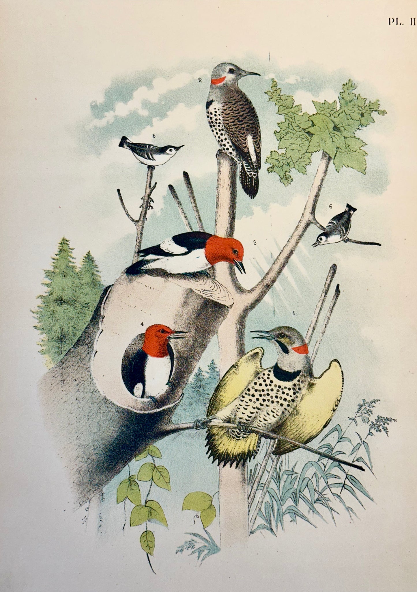 Woodpeckers by Studer, 1878