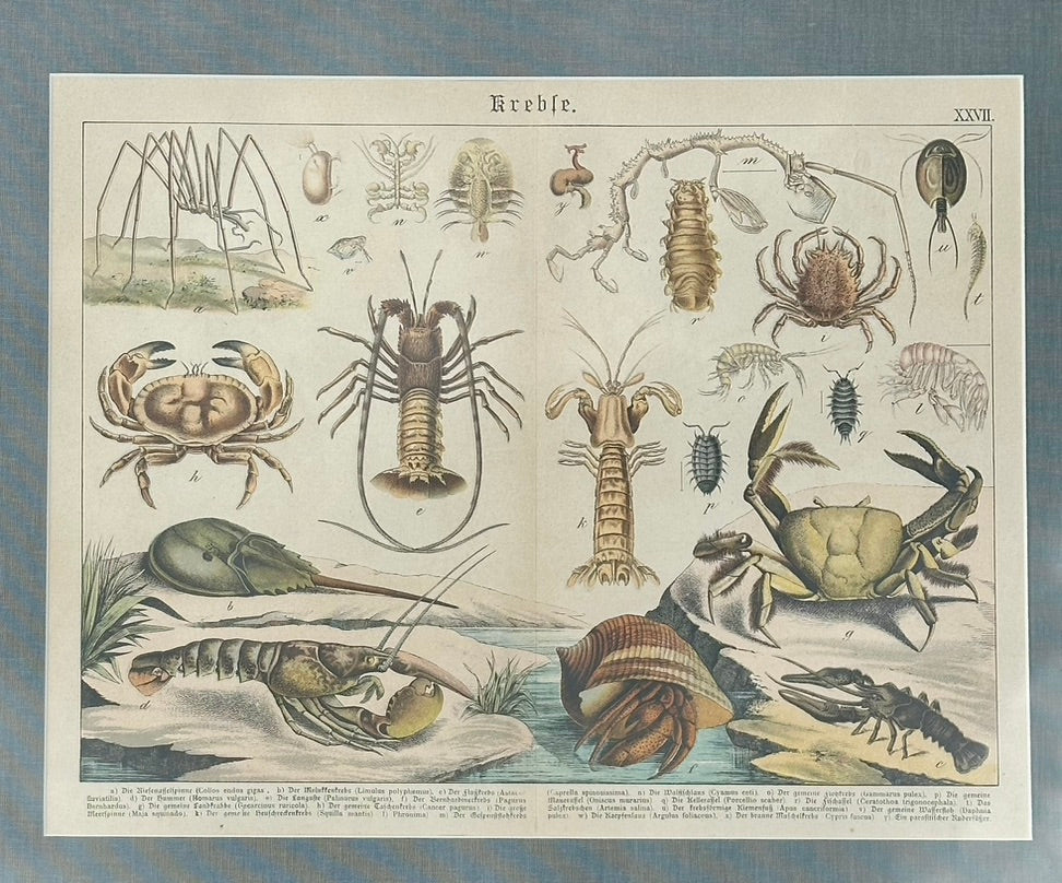 1886 Study of Lobster & Crabs, Framed