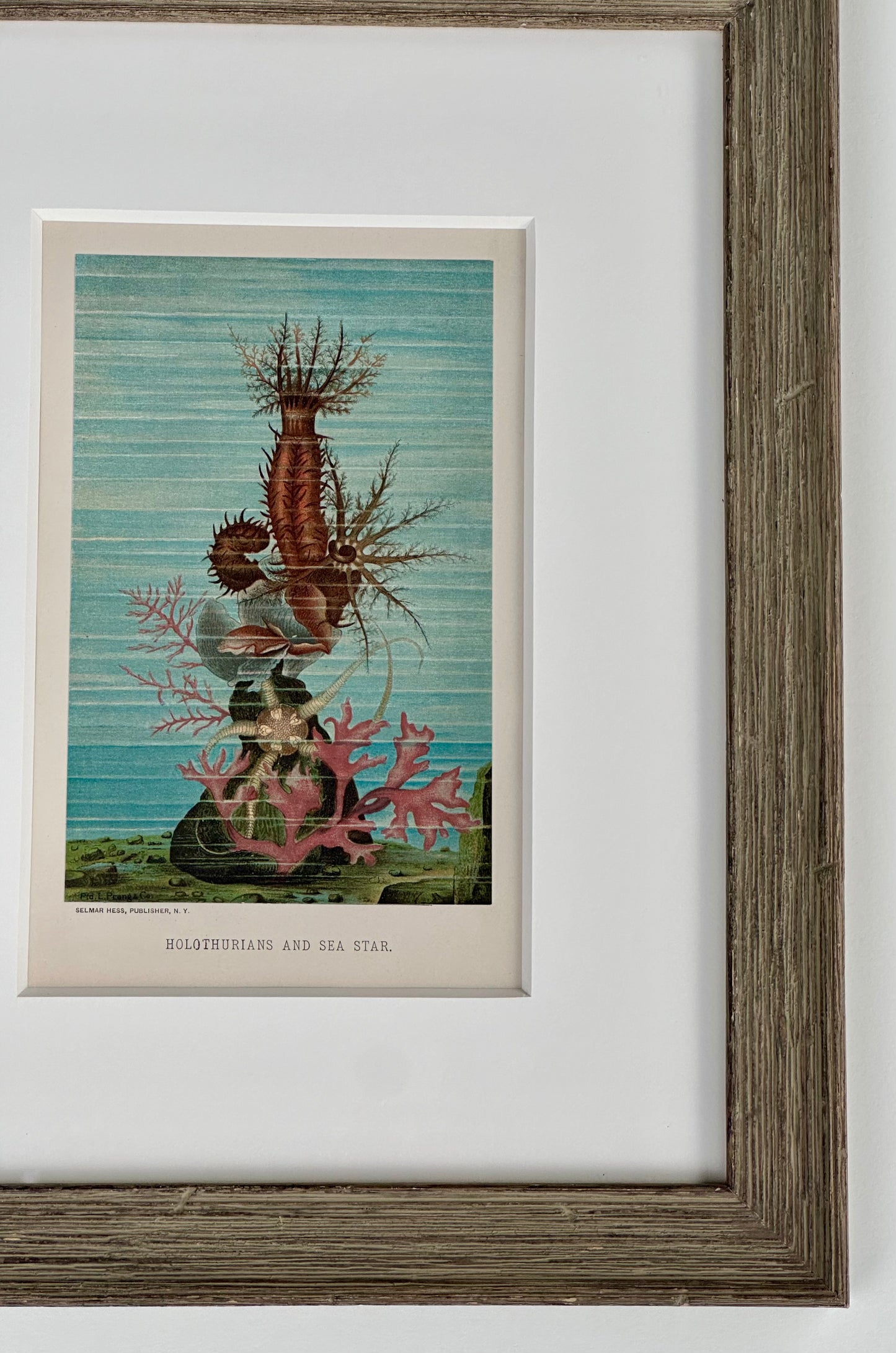 Sea Cucumber & Coral Print, framed