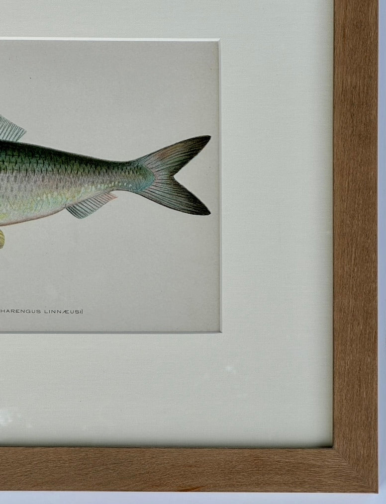 Sea Herring by Denton, Framed