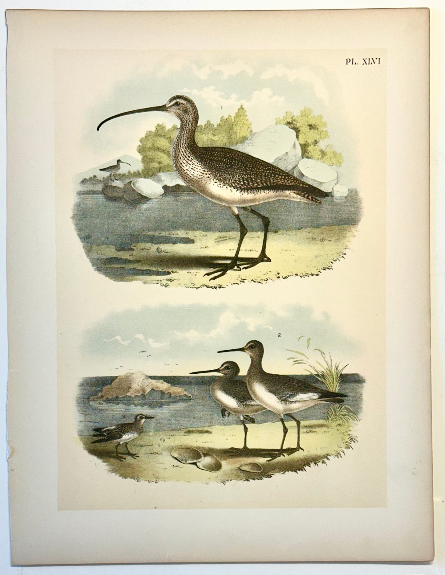 Sandpipers & Curlew by Studer, 1878