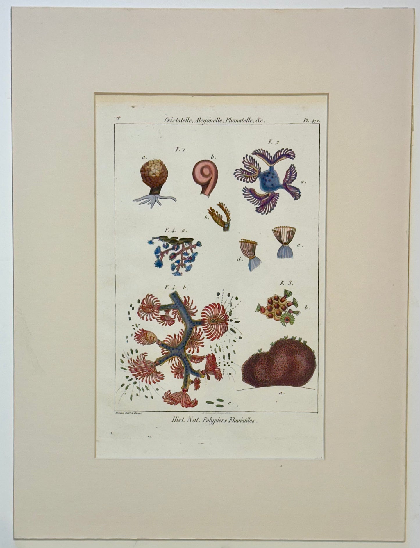 Ocean Coral by Diderot, 1763