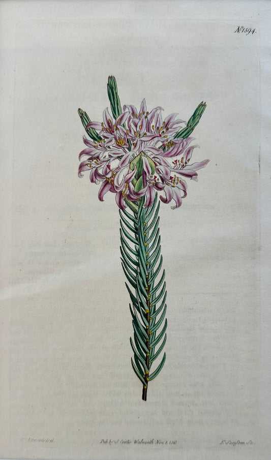 Curtis Purple Lachnaea Botanical Engraving, 1802