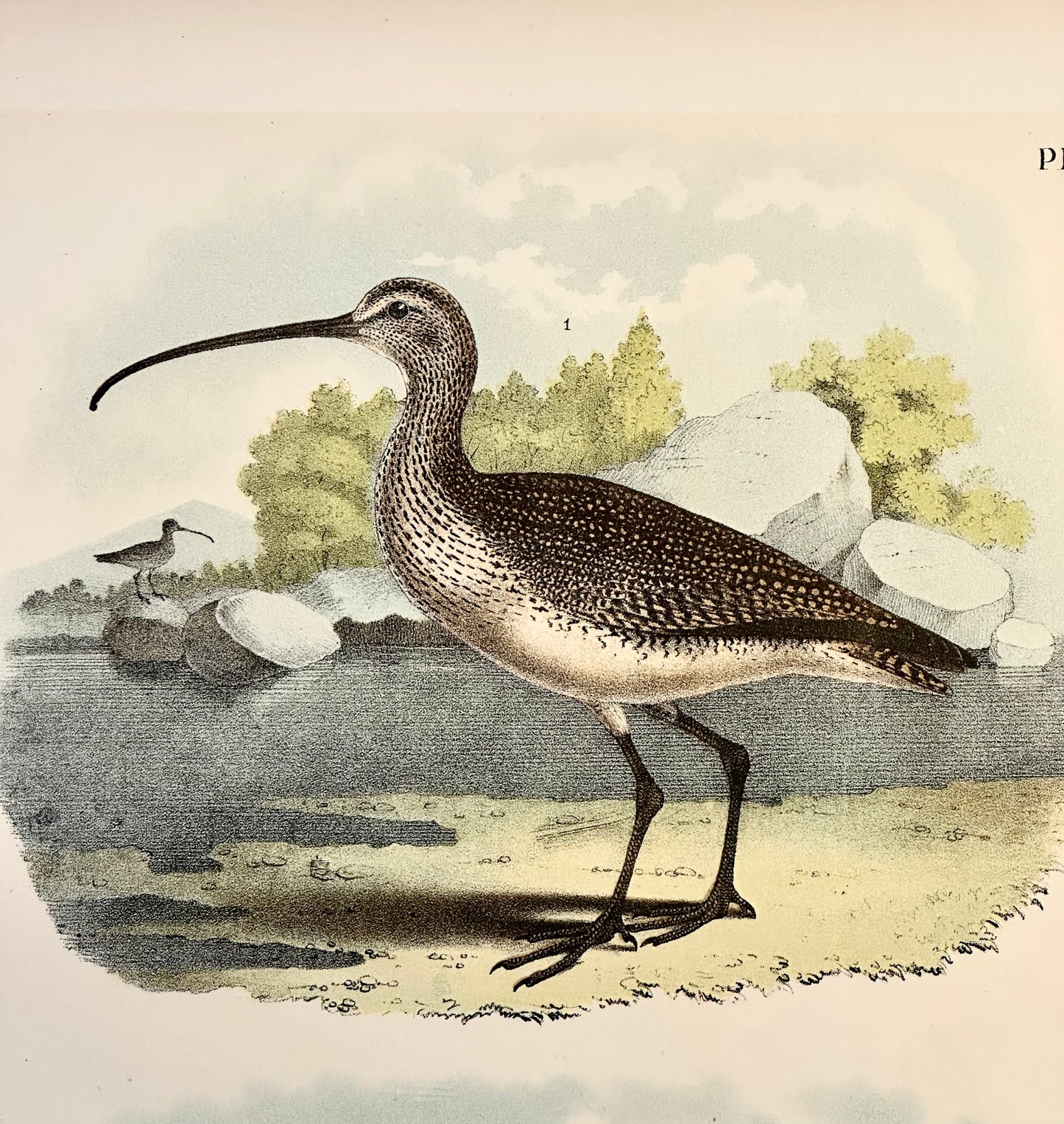 Sandpipers & Curlew by Studer, 1878