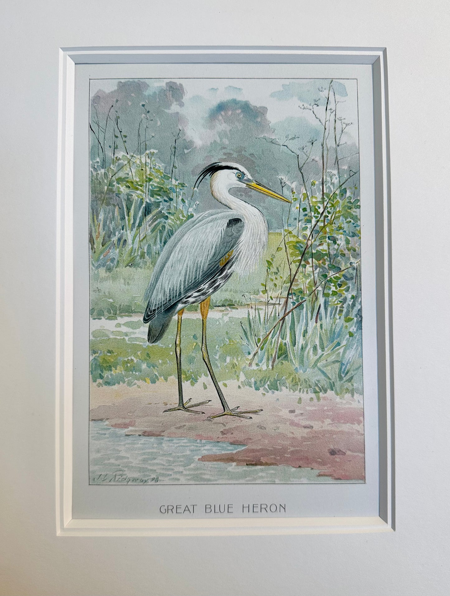 Heron by Ridgeway, 1890