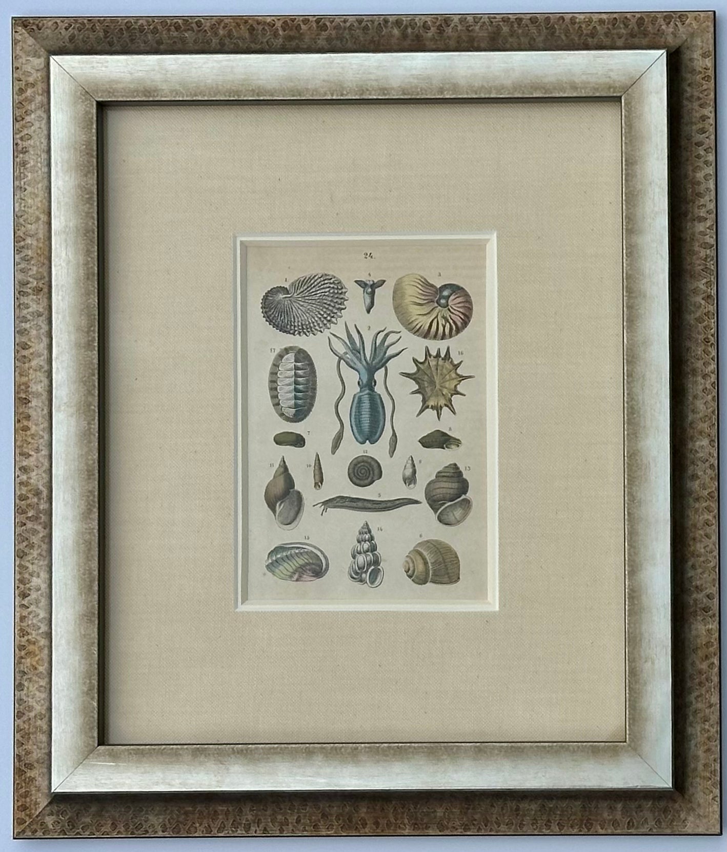 Shell & Crab prints, framed