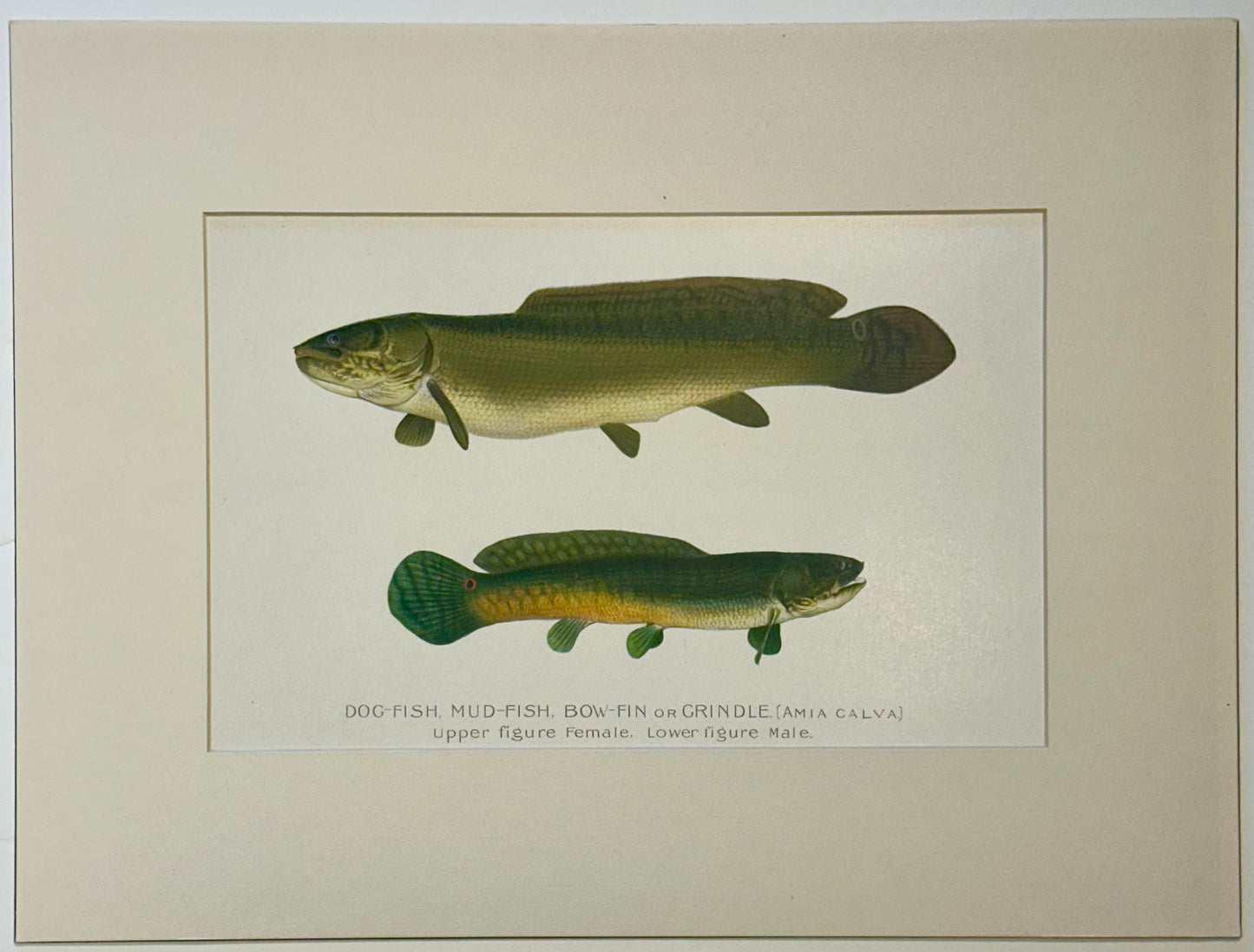 Dogfish Male & Female by Denton, Circa 1903