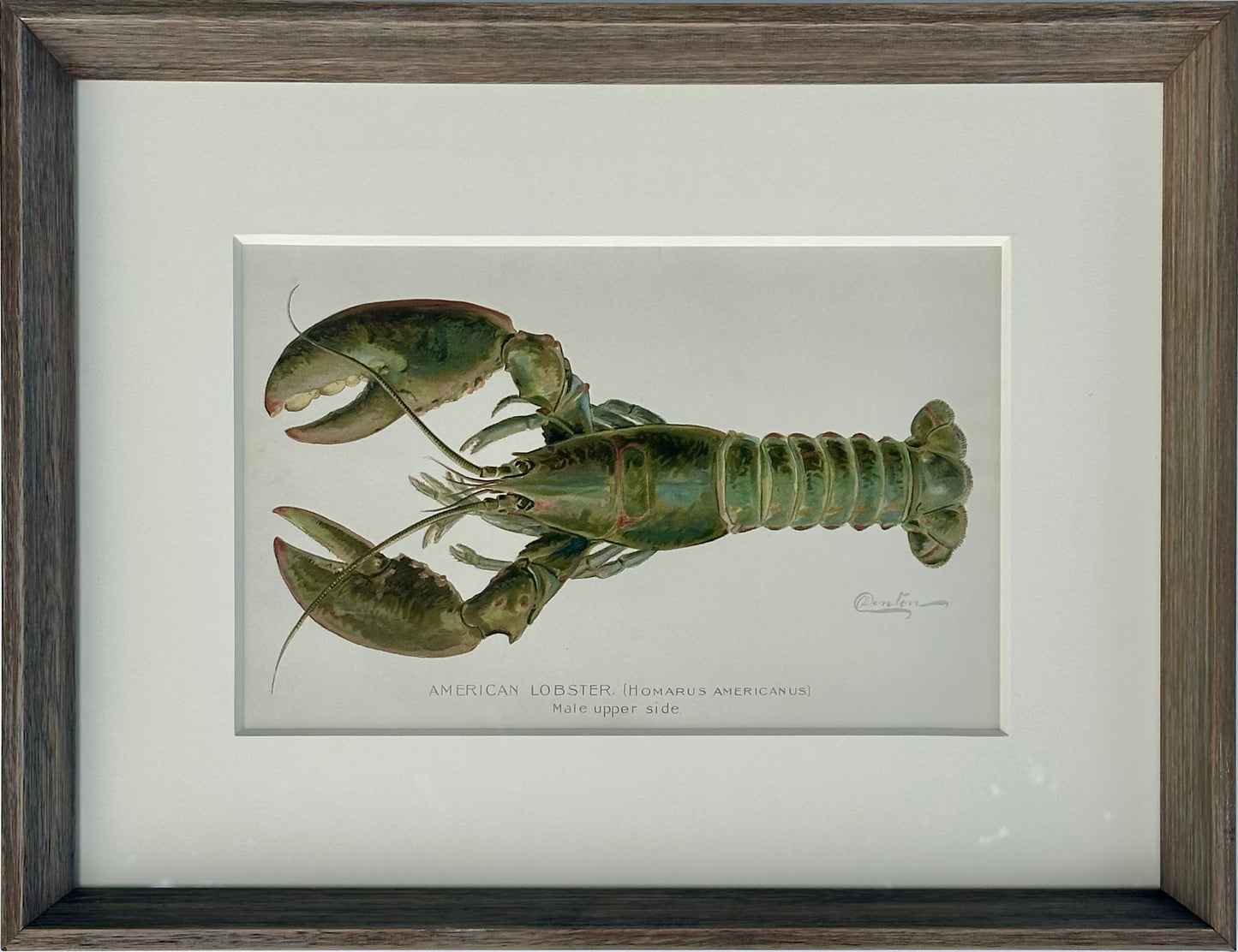 Lobster Original Chromolithograph by Denton, 1908, Framed