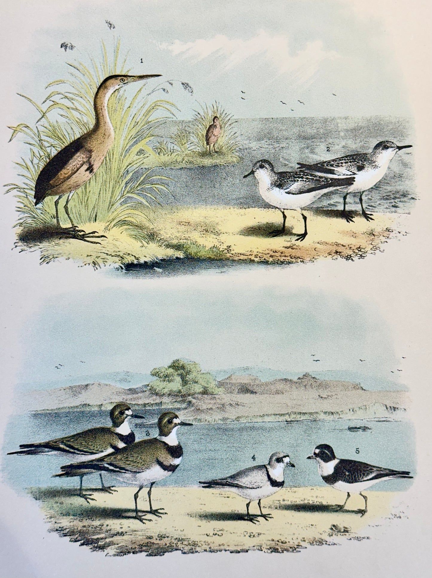 Bittern & Plover by Studer, 1878