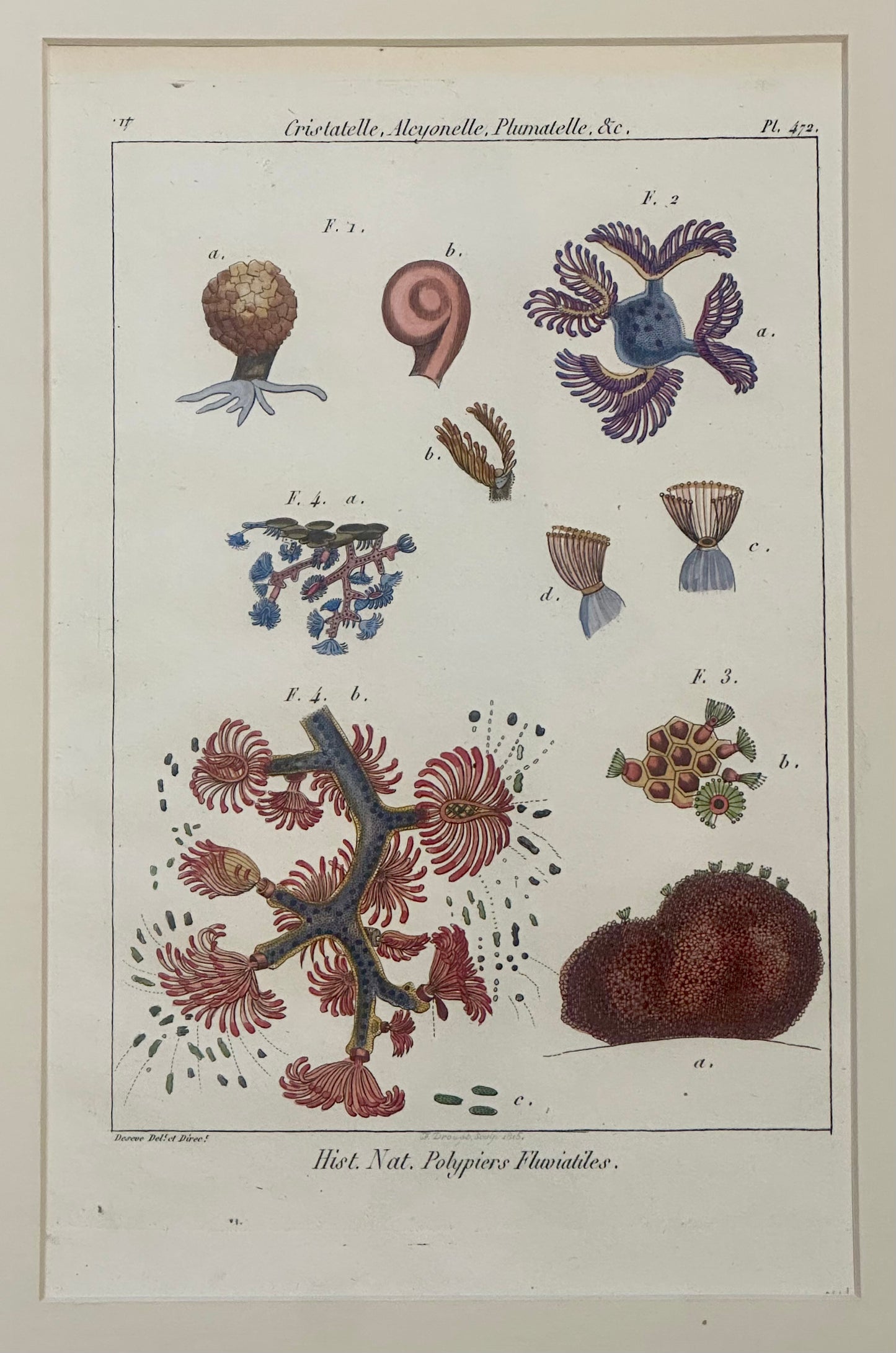 Ocean Coral by Diderot, 1763