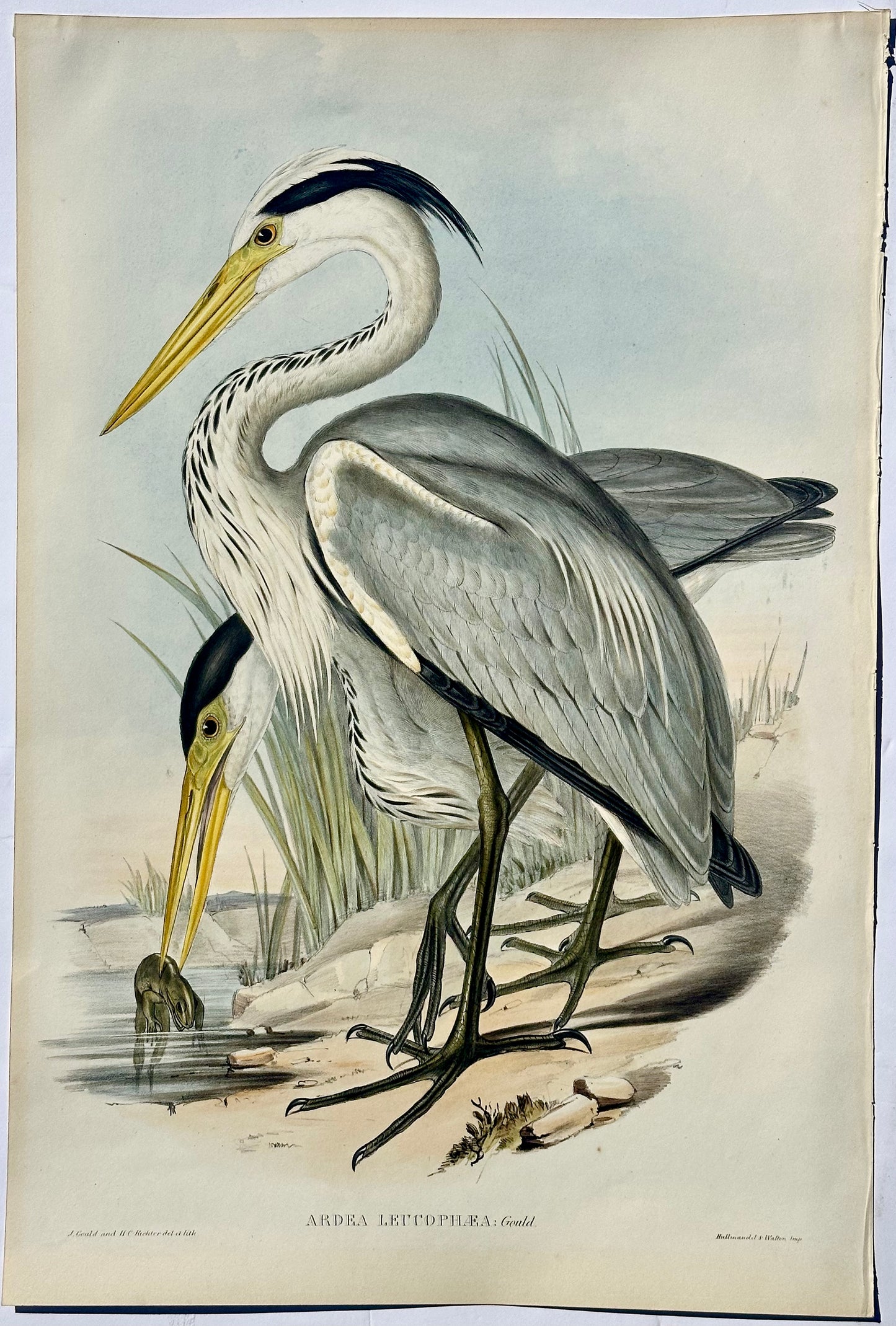 Original Grey Heron by Gould, Circa 1840