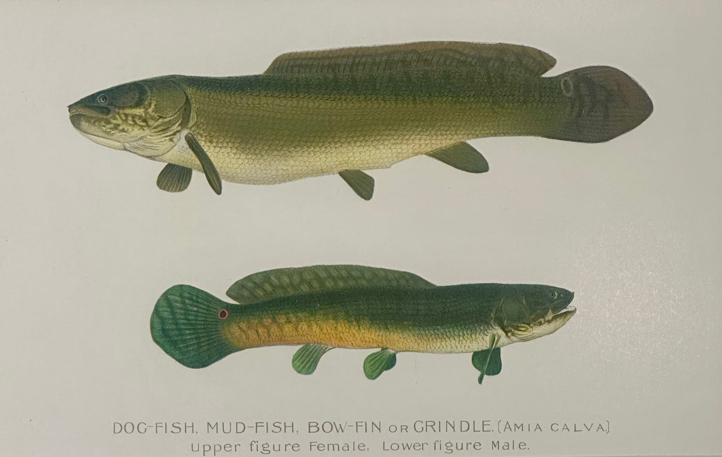 Dogfish Male & Female by Denton, Circa 1903