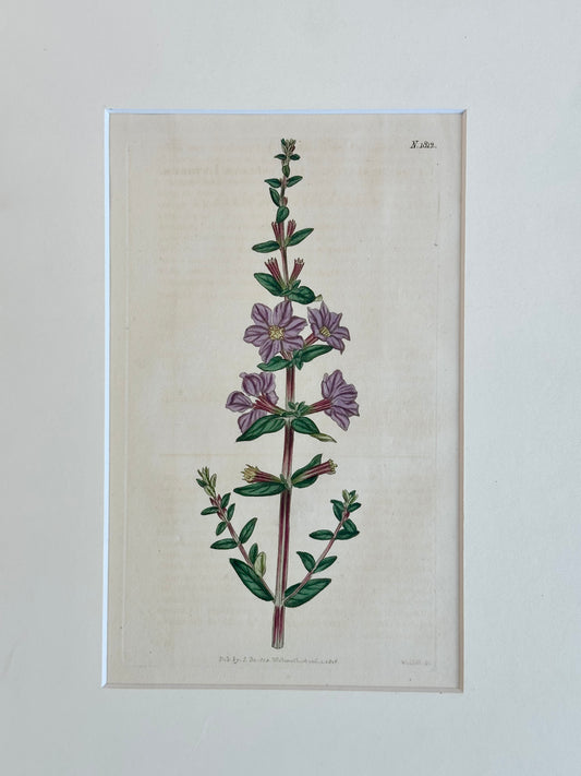 Winged Loosestrife Botanical Engraving by Curtis, 1796