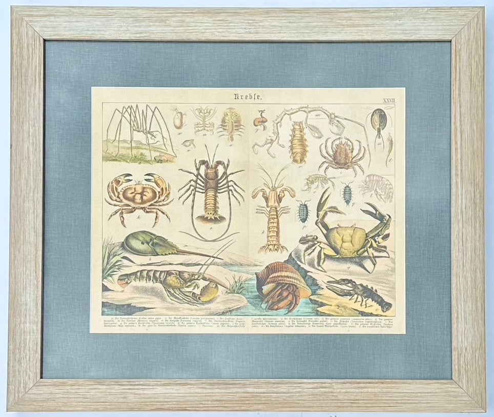 1886 Study of Lobster & Crabs, Framed