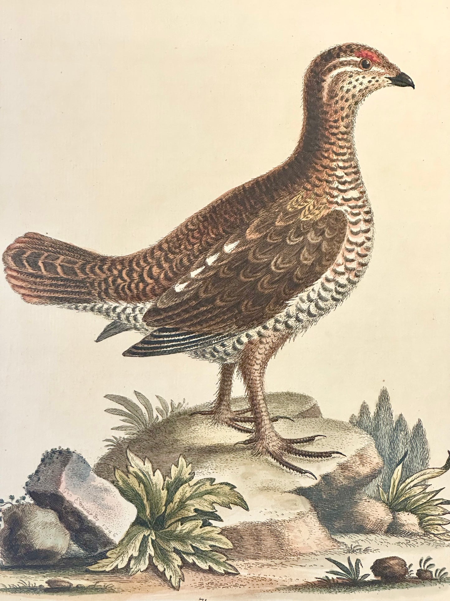 Brown spotted Heathcock by George Edwards, 1740