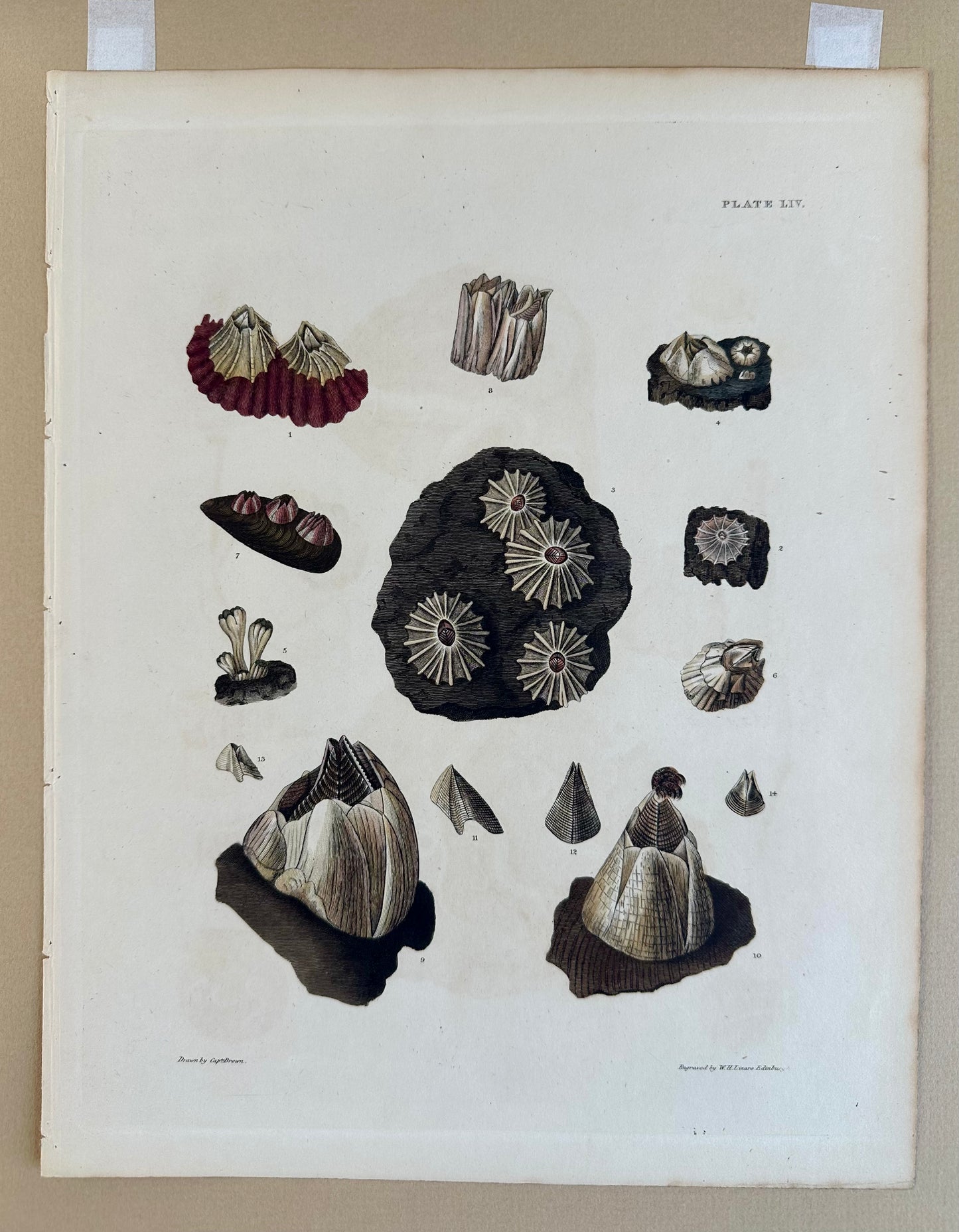 Limpet Shells by Captain Brown, 1845