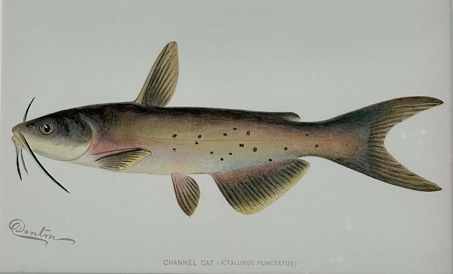 Channel Catfish by Denton, Framed