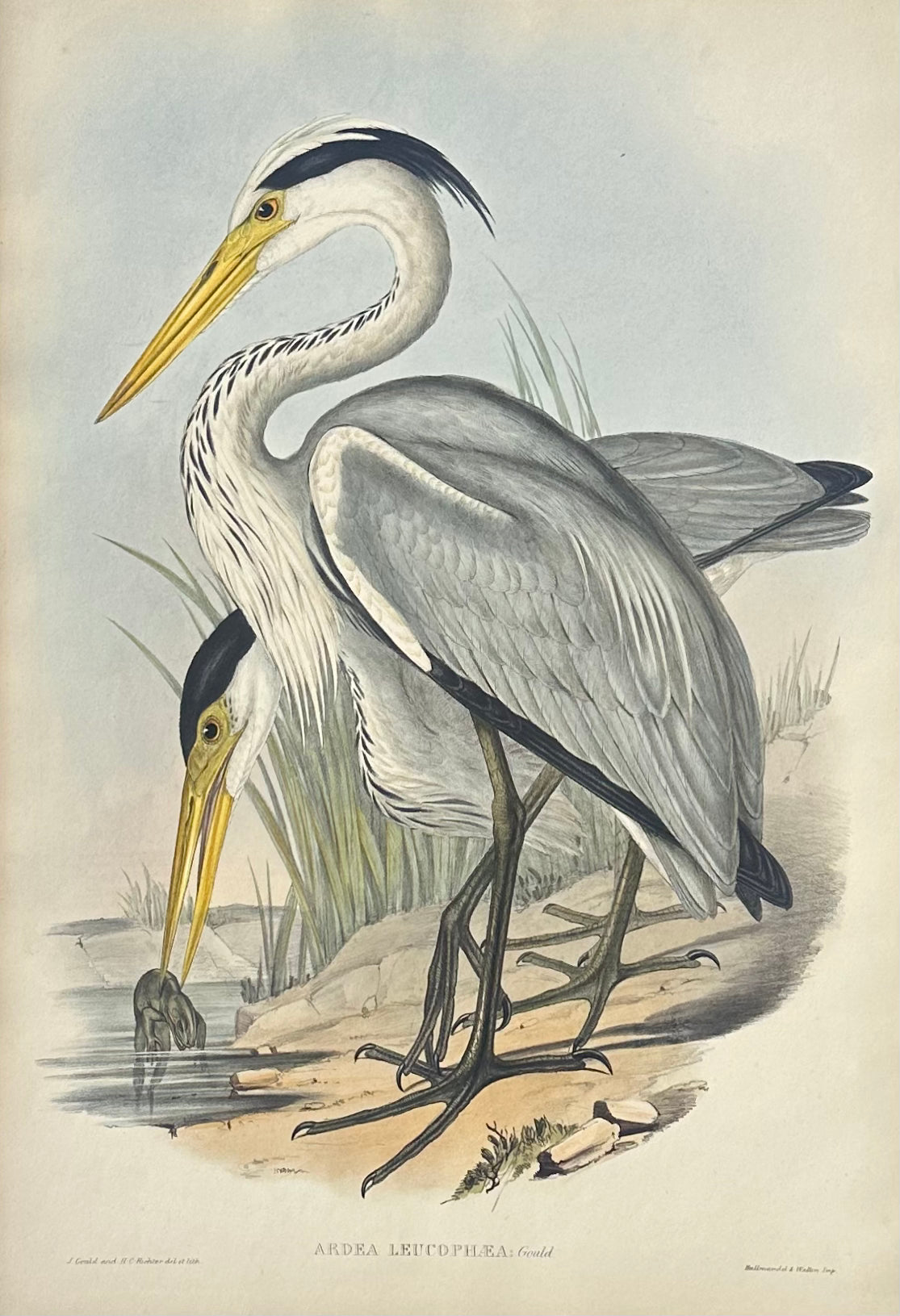 Original Grey Heron by Gould, Circa 1840